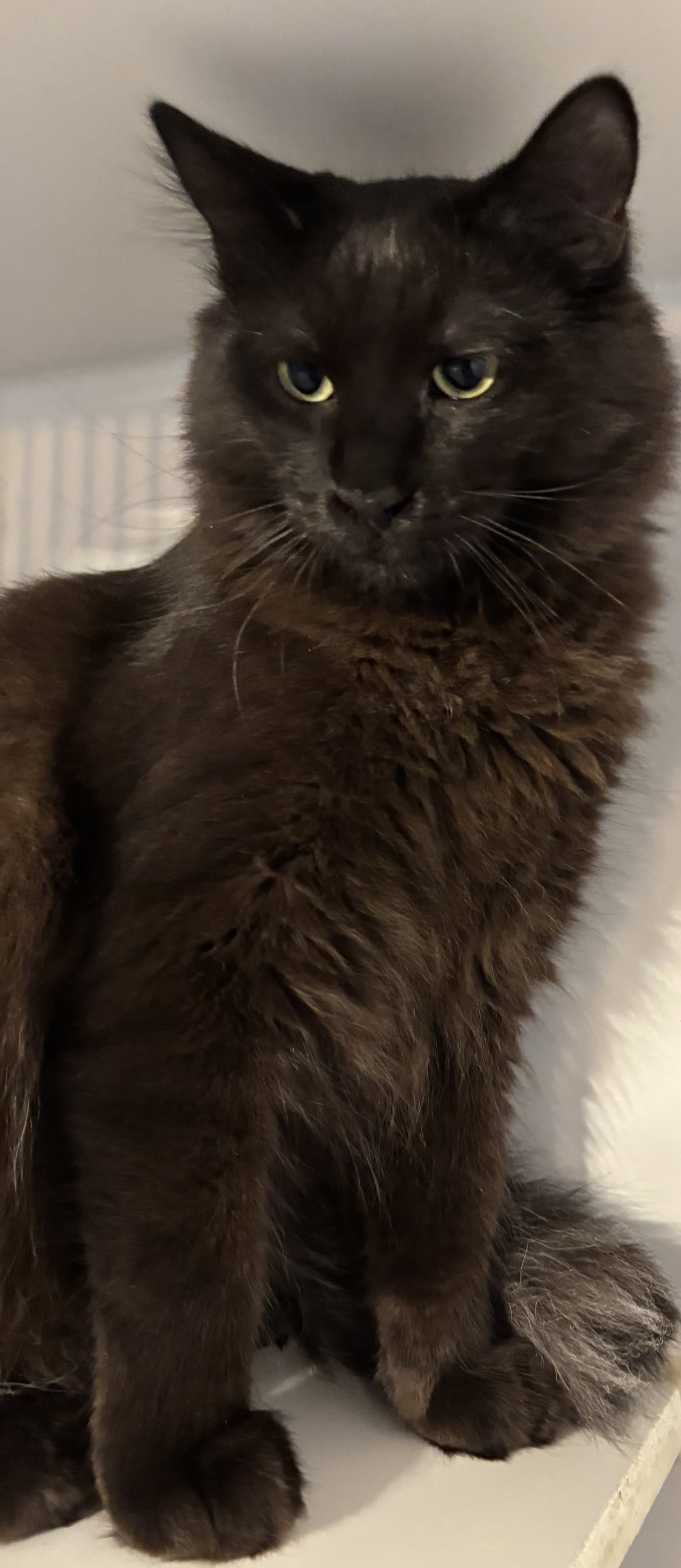 Ali - Domestic Medium Hair