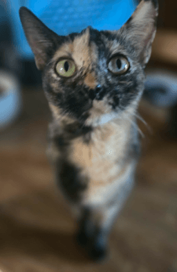 Fancy image 1
