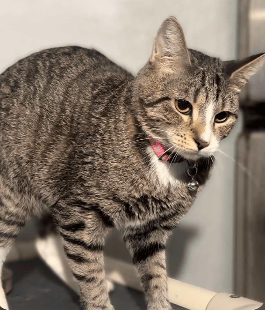 Socks - Domestic Short Hair