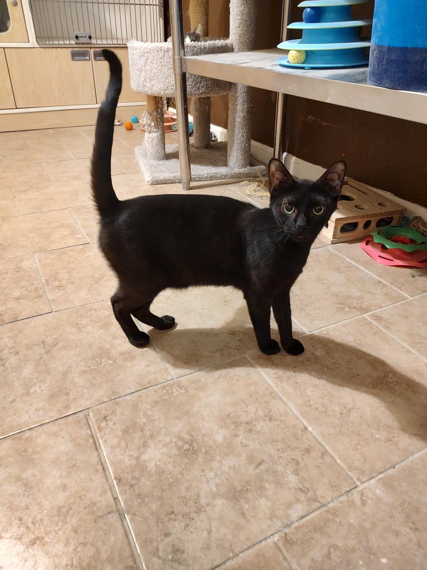 Void Felv - Domestic Short Hair