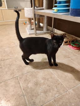 Void Felv image 2