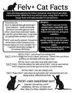 Void Felv image 3