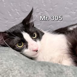 Mr image 1