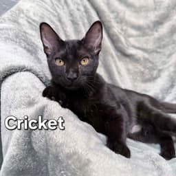 Cricket image 1