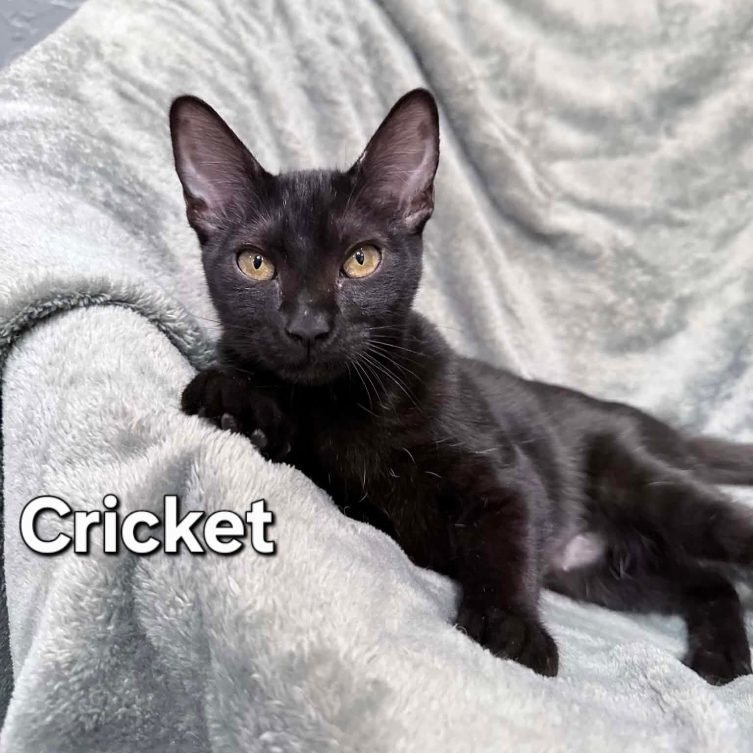 Cricket - Domestic Short Hair