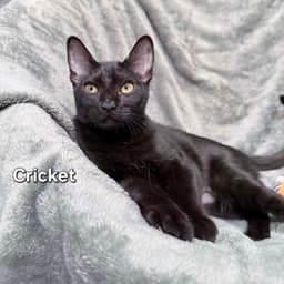 Cricket image 2