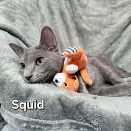 Squid image 1
