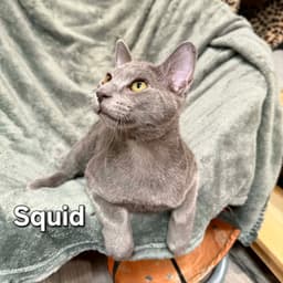 Squid image 2