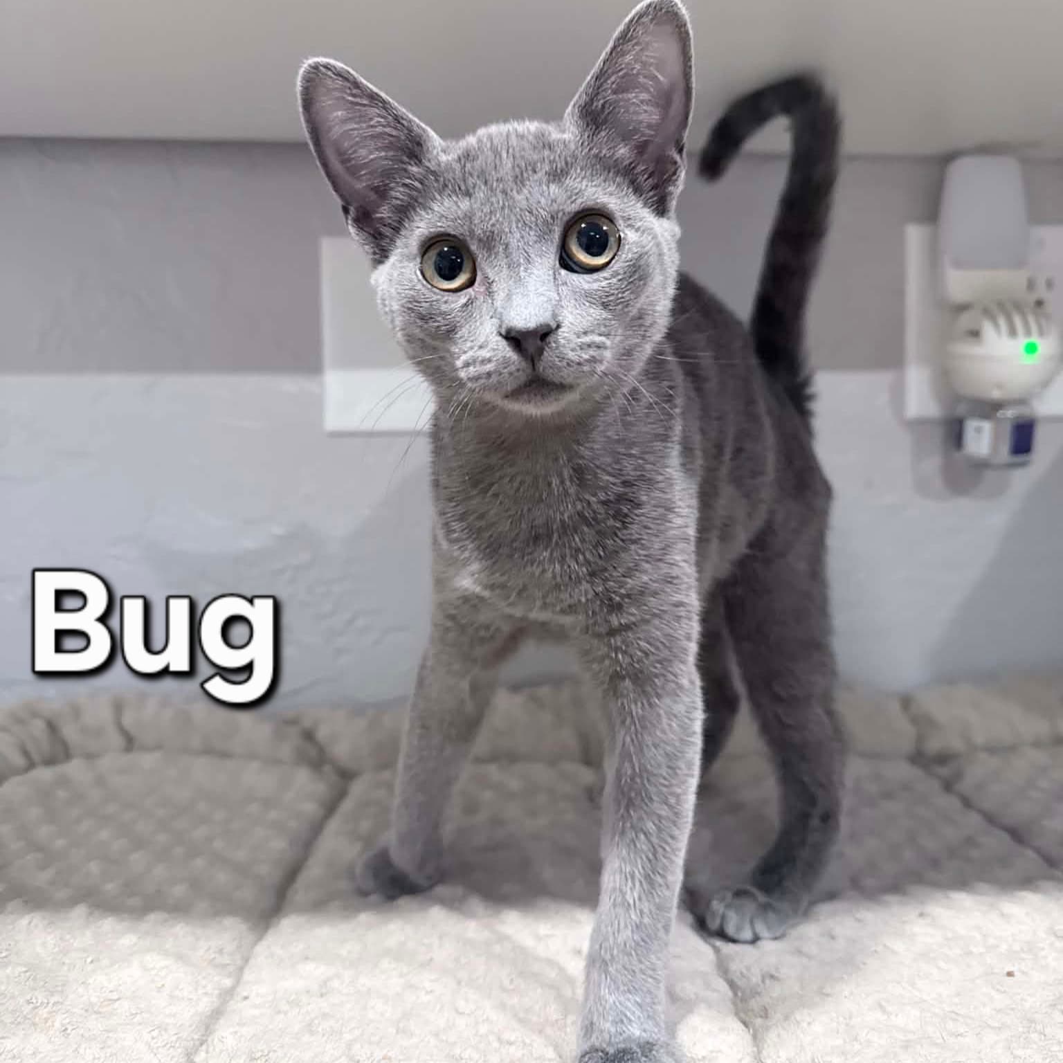 Bug - Domestic Short Hair