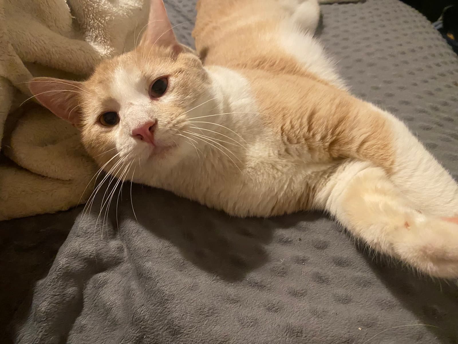 Hobbes - Domestic Short Hair