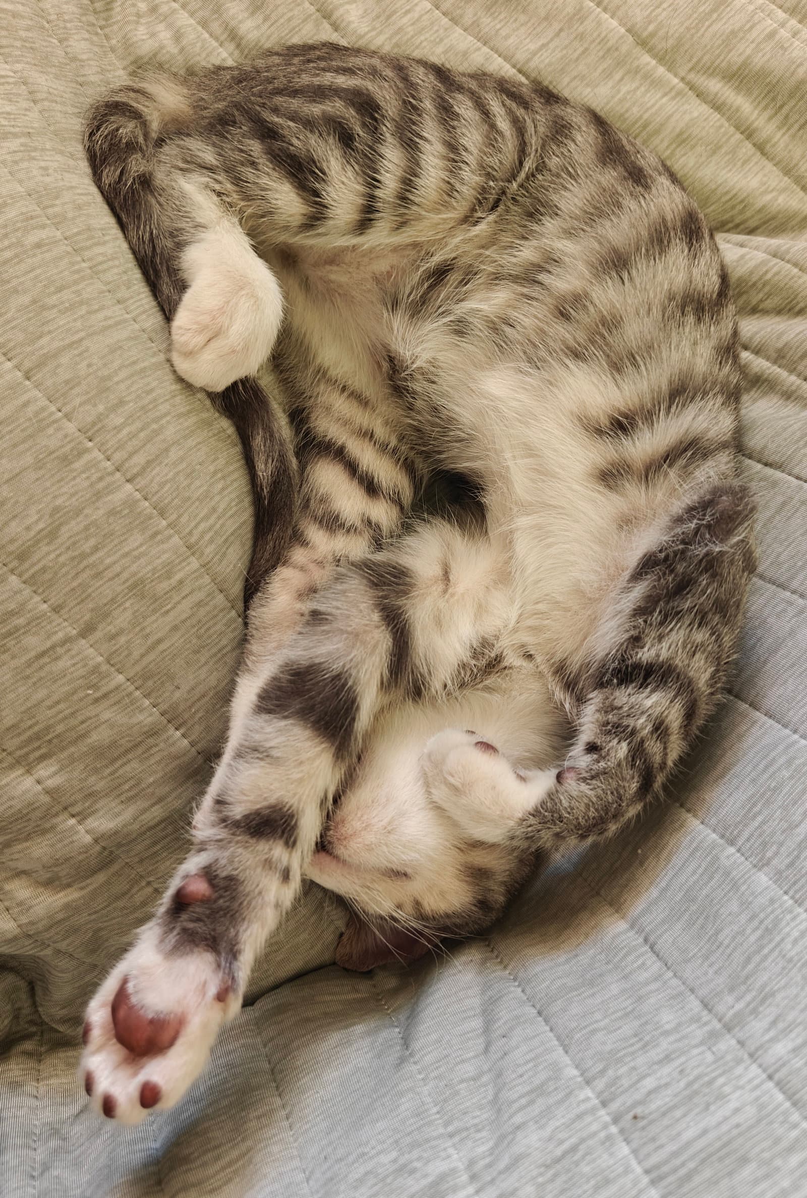 Roark - Domestic Short Hair