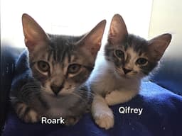 Roark image 4