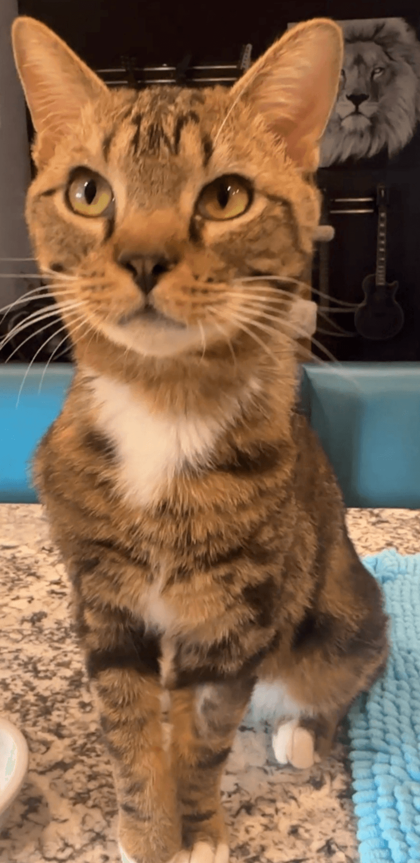 Mr Linda - Domestic Short Hair