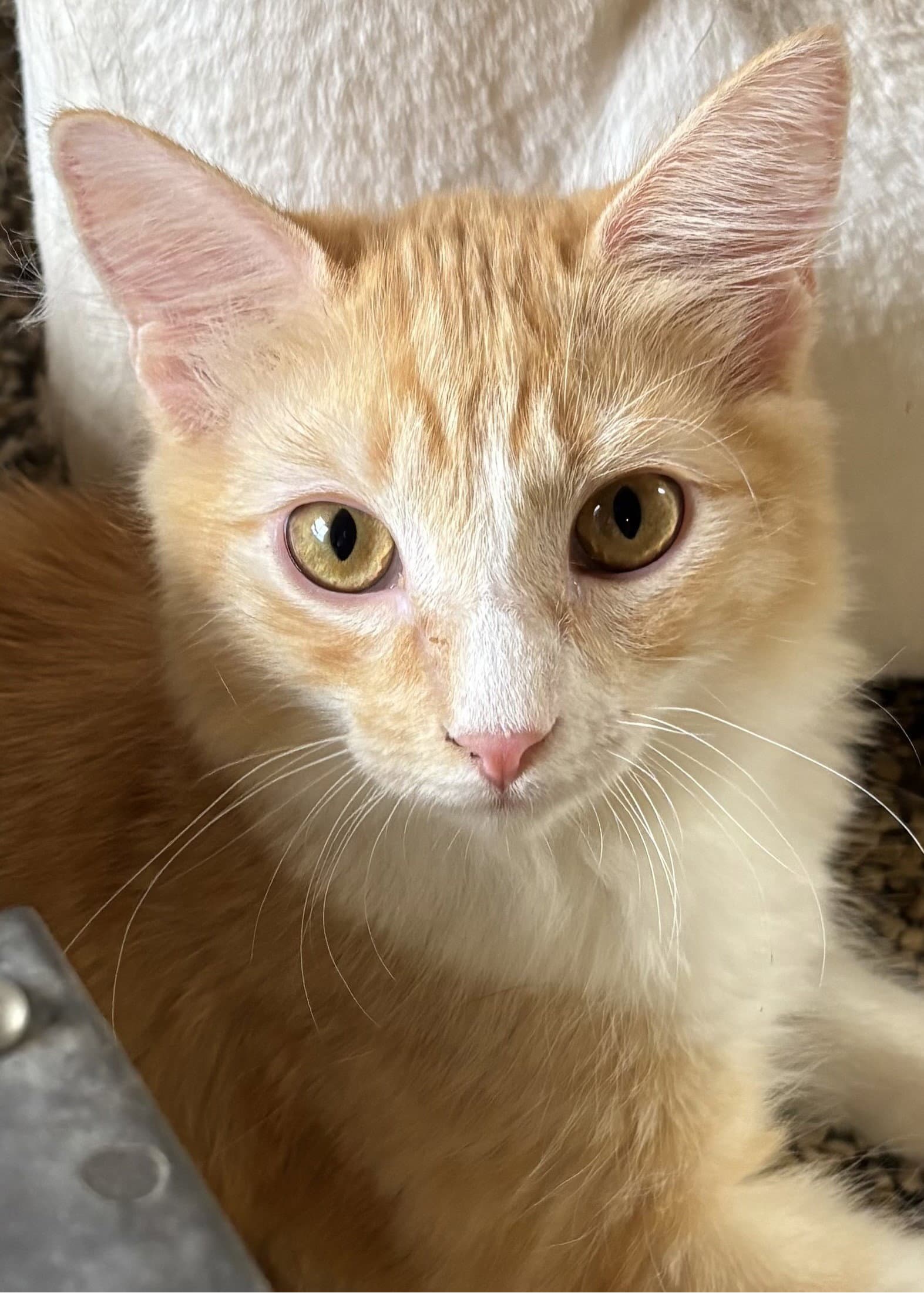 Macaroni - Domestic Short Hair