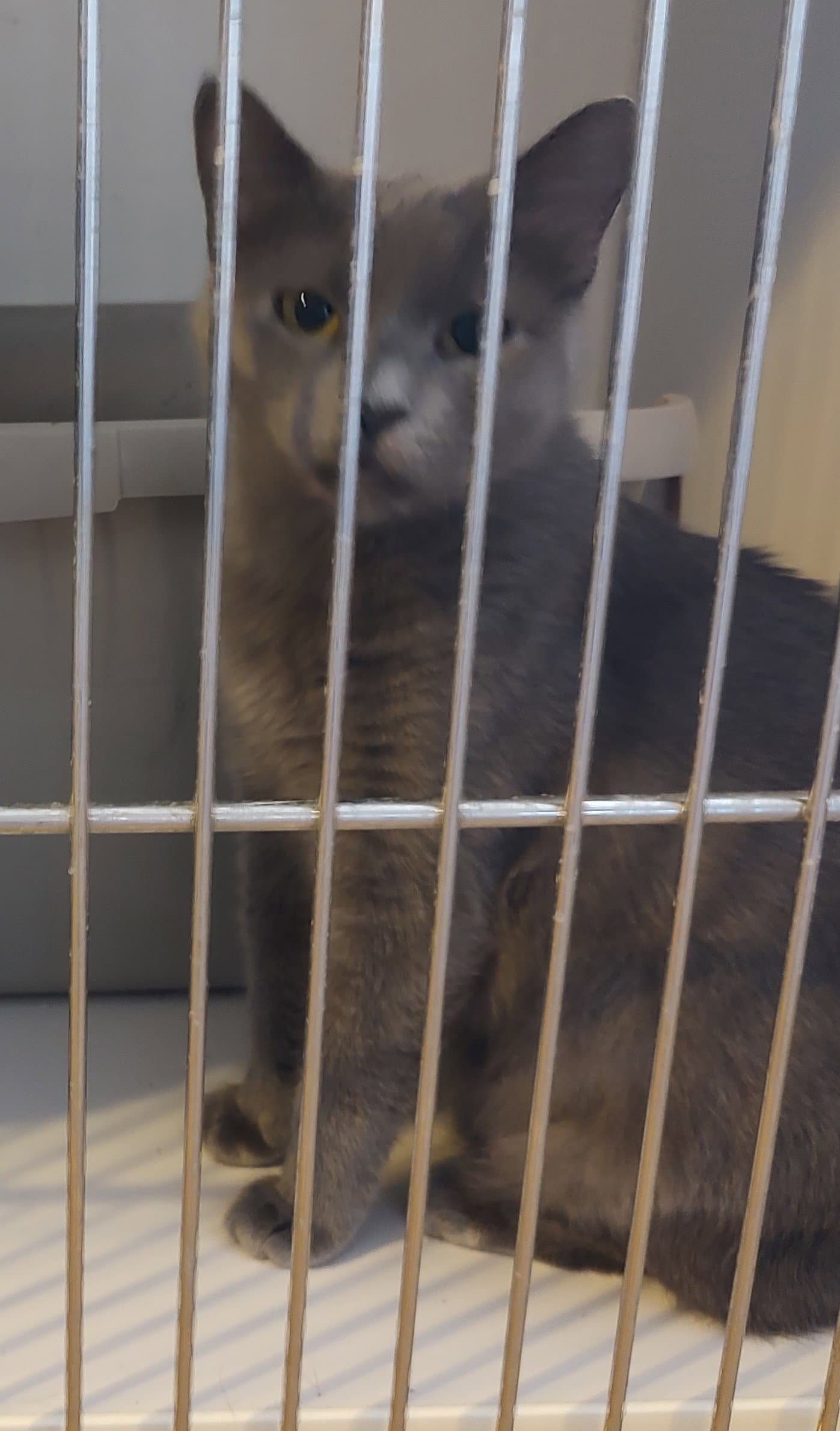 Betty - Domestic Short Hair