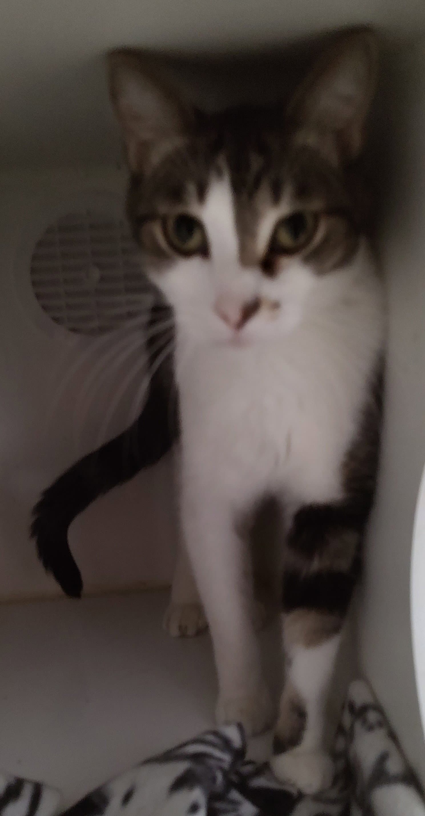 Thane - Domestic Short Hair