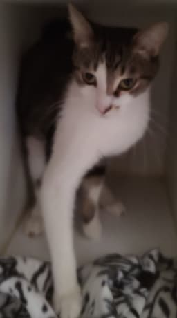 Thane image 2