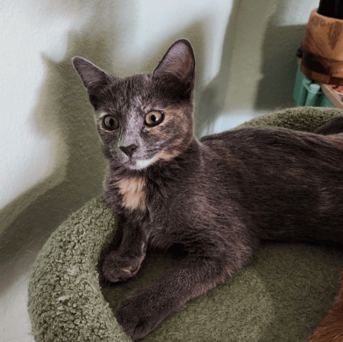 Josie - Domestic Short Hair