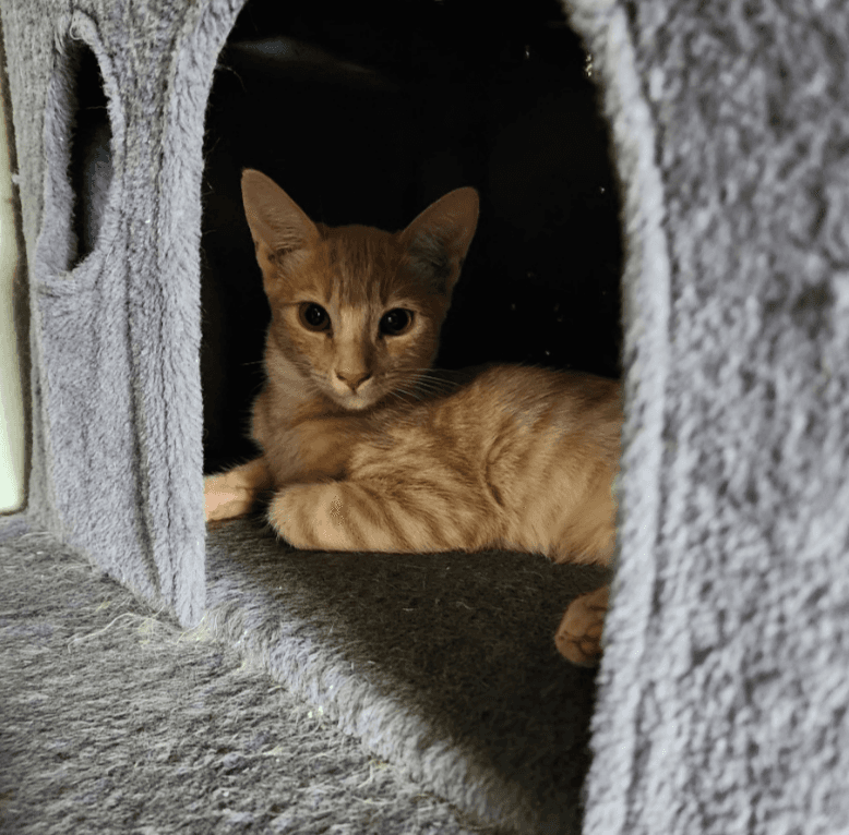 Wilbur - Domestic Short Hair