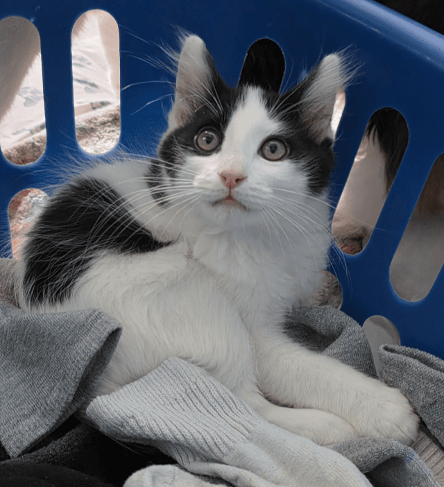 Bowie - Domestic Short Hair