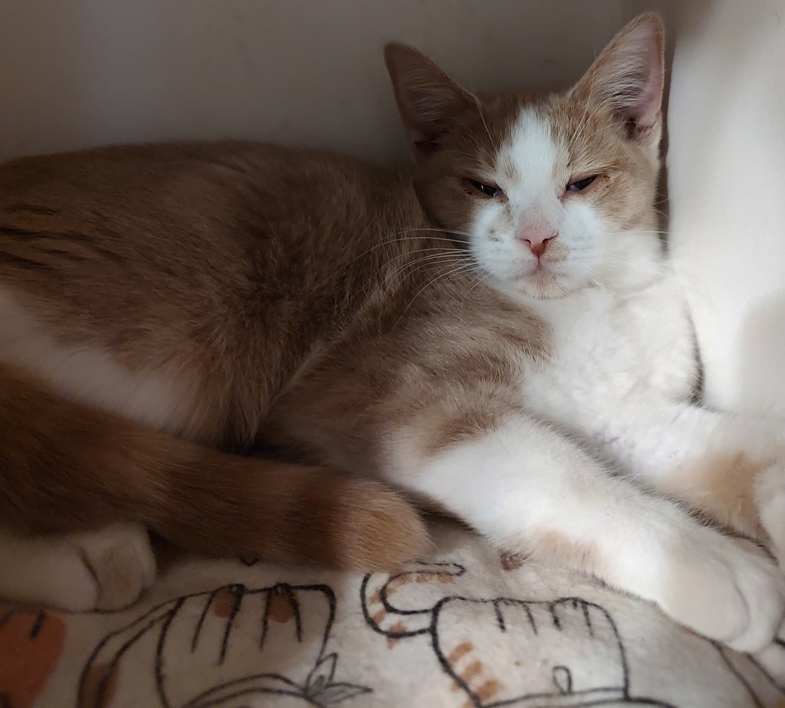 Georgia - Domestic Short Hair
