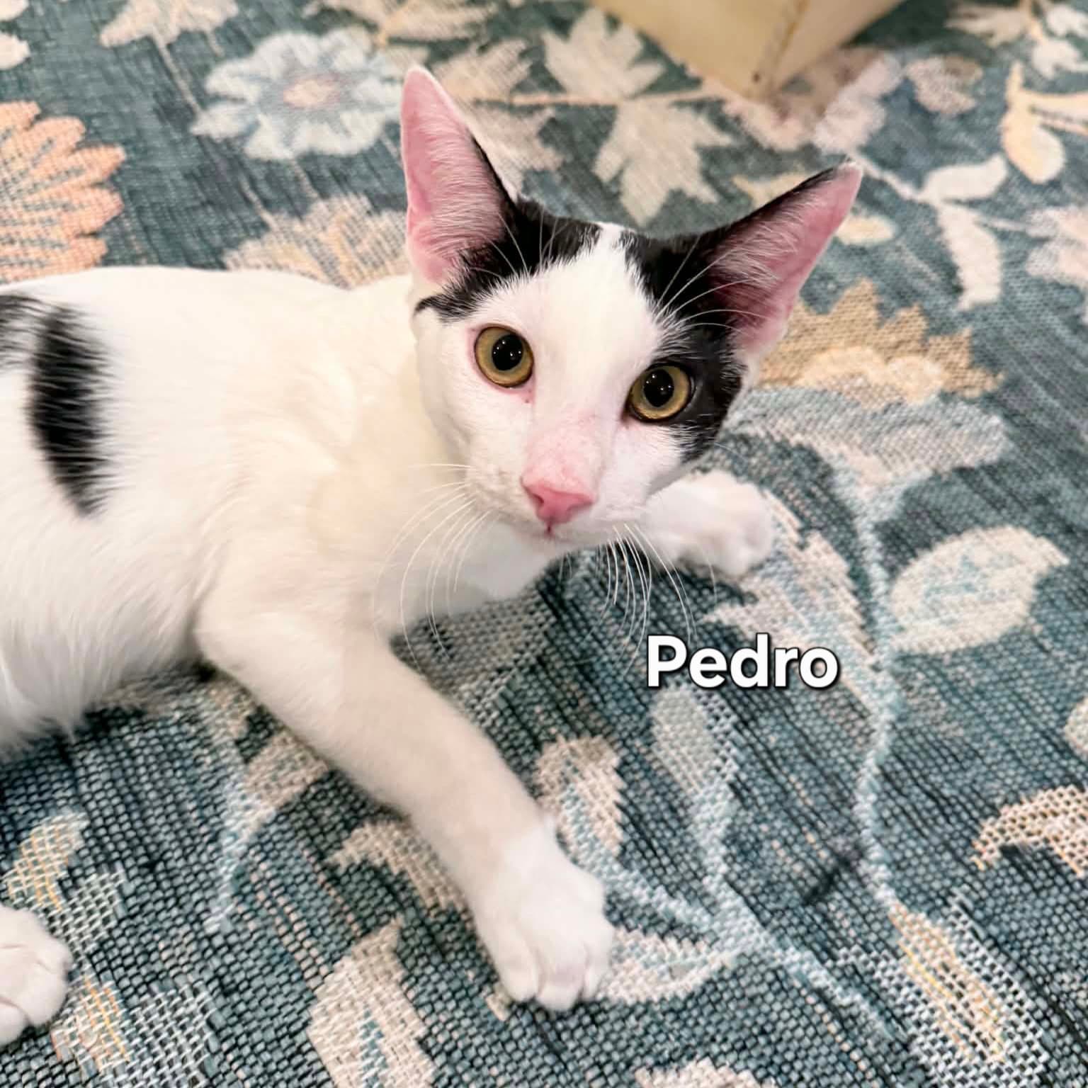 Pedro - Domestic Short Hair