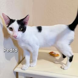 Pedro image 2