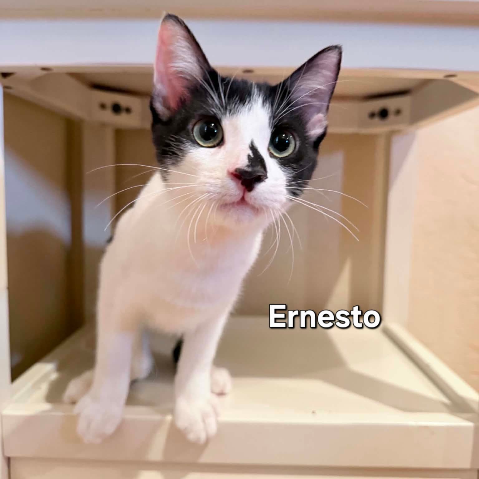Ernesto - Domestic Short Hair