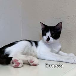 Ernesto image 2