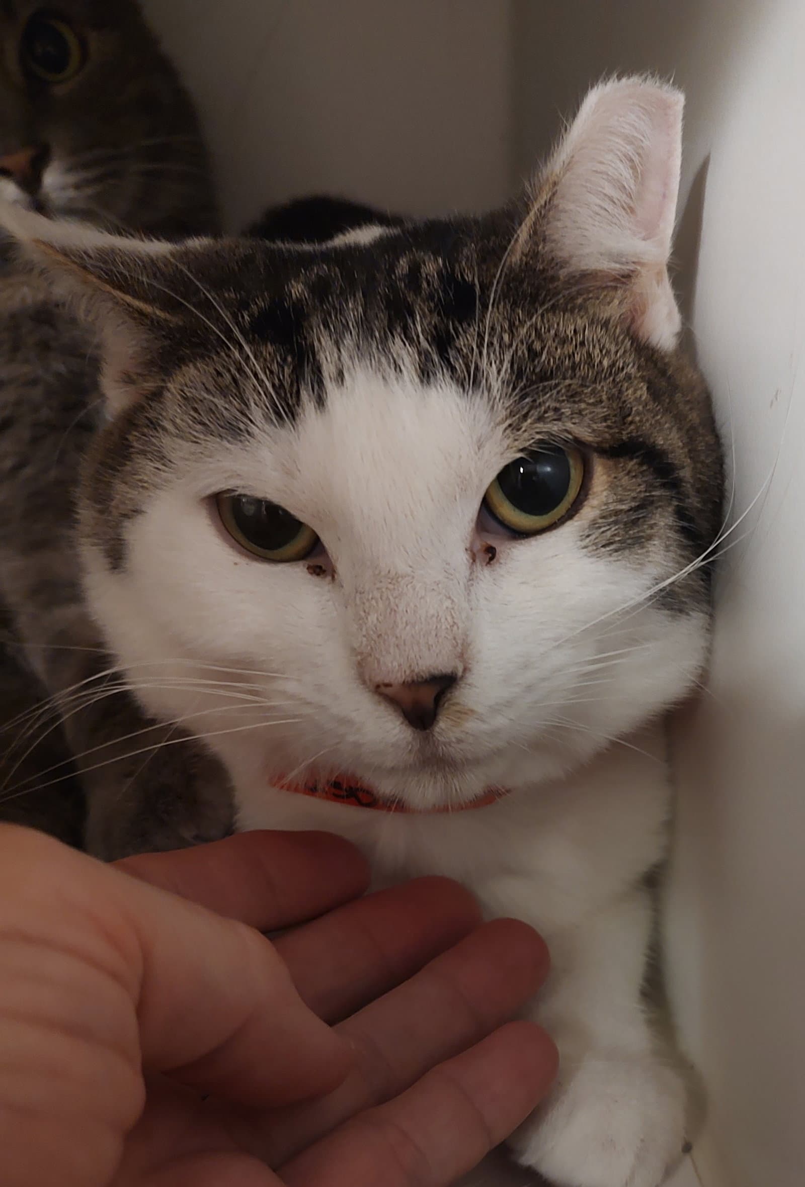 Twinkie - Domestic Short Hair