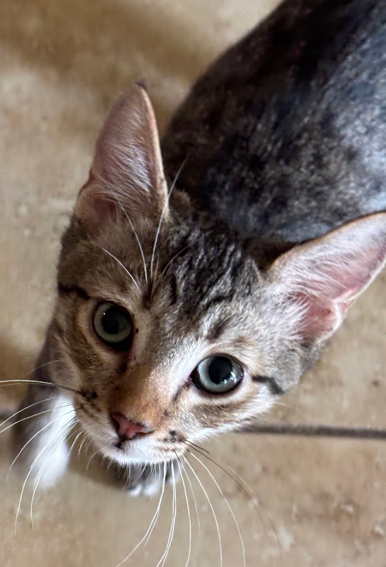 Reggie - Domestic Short Hair
