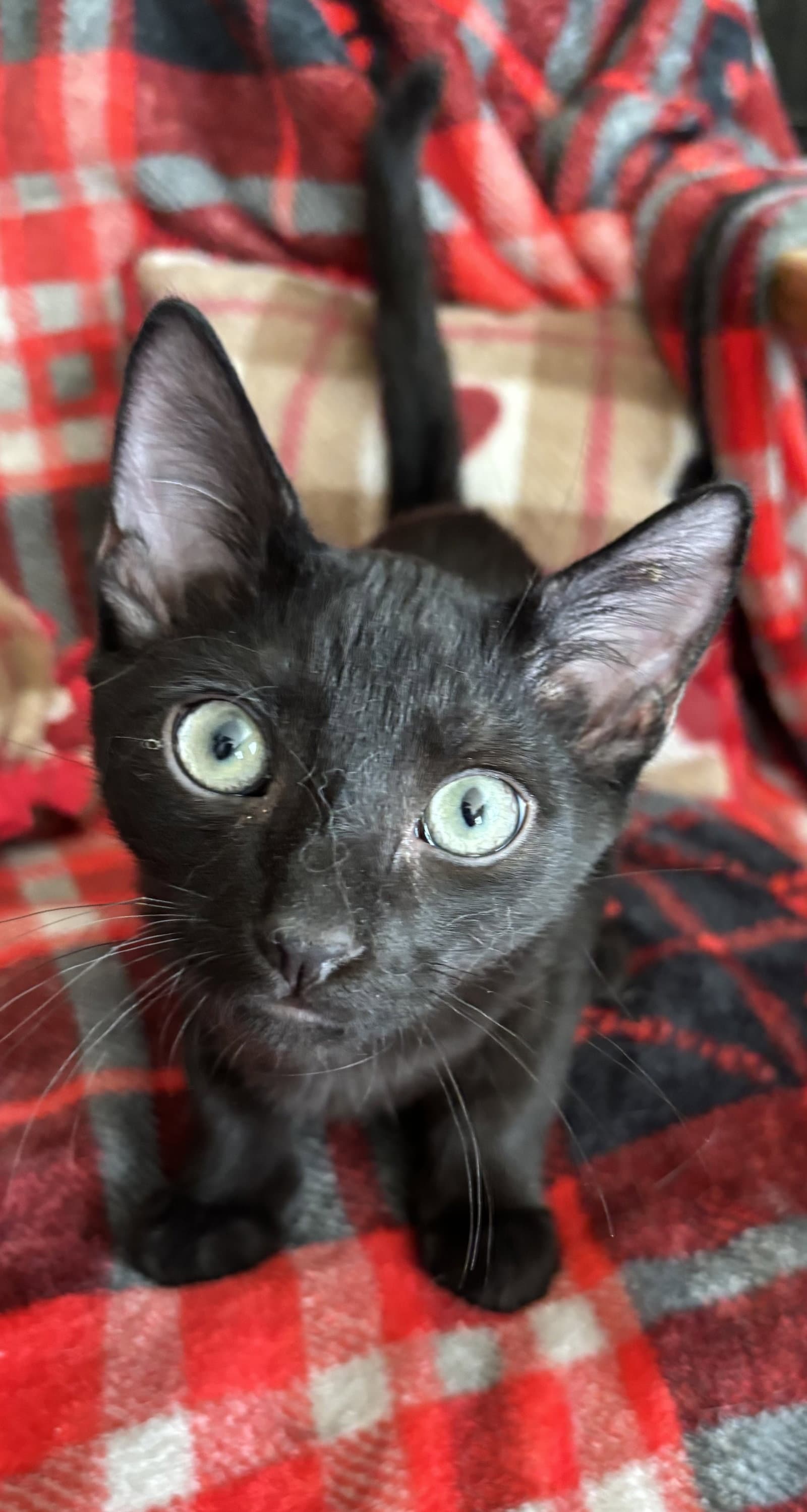 Tyson - Domestic Short Hair