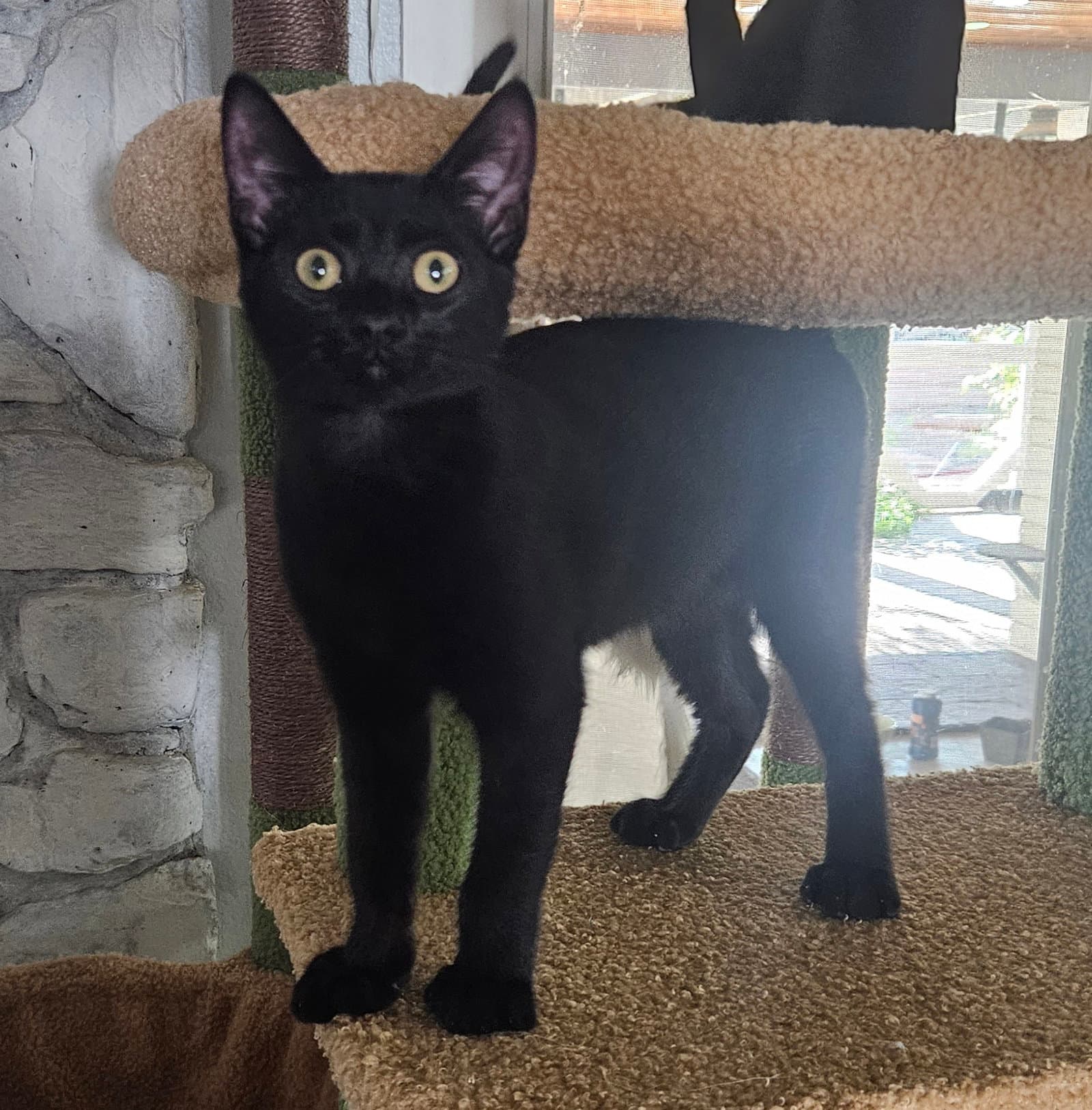 Tommy - Domestic Medium Hair