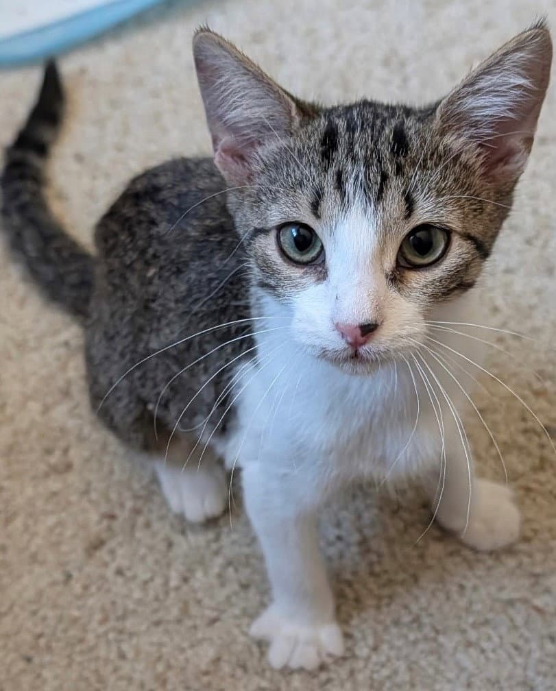 Princess Pea - Domestic Short Hair
