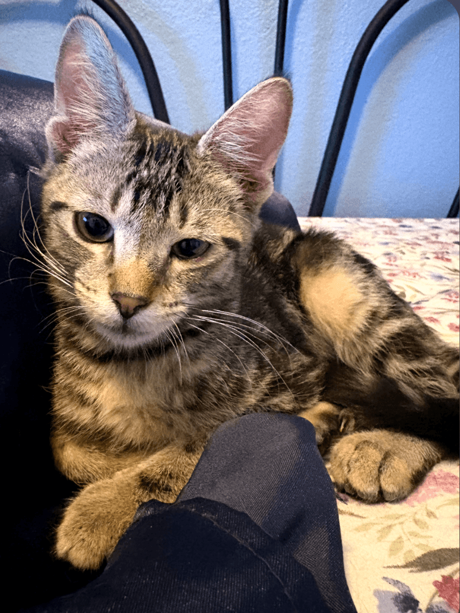 Tigger Boy - Domestic Short Hair
