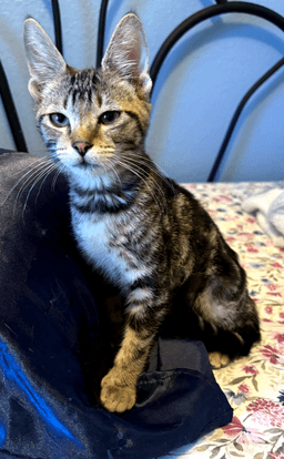 Tigger Boy image 3