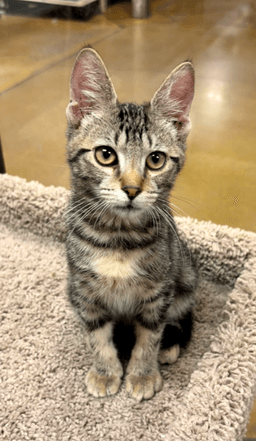 Tigger Boy image 2