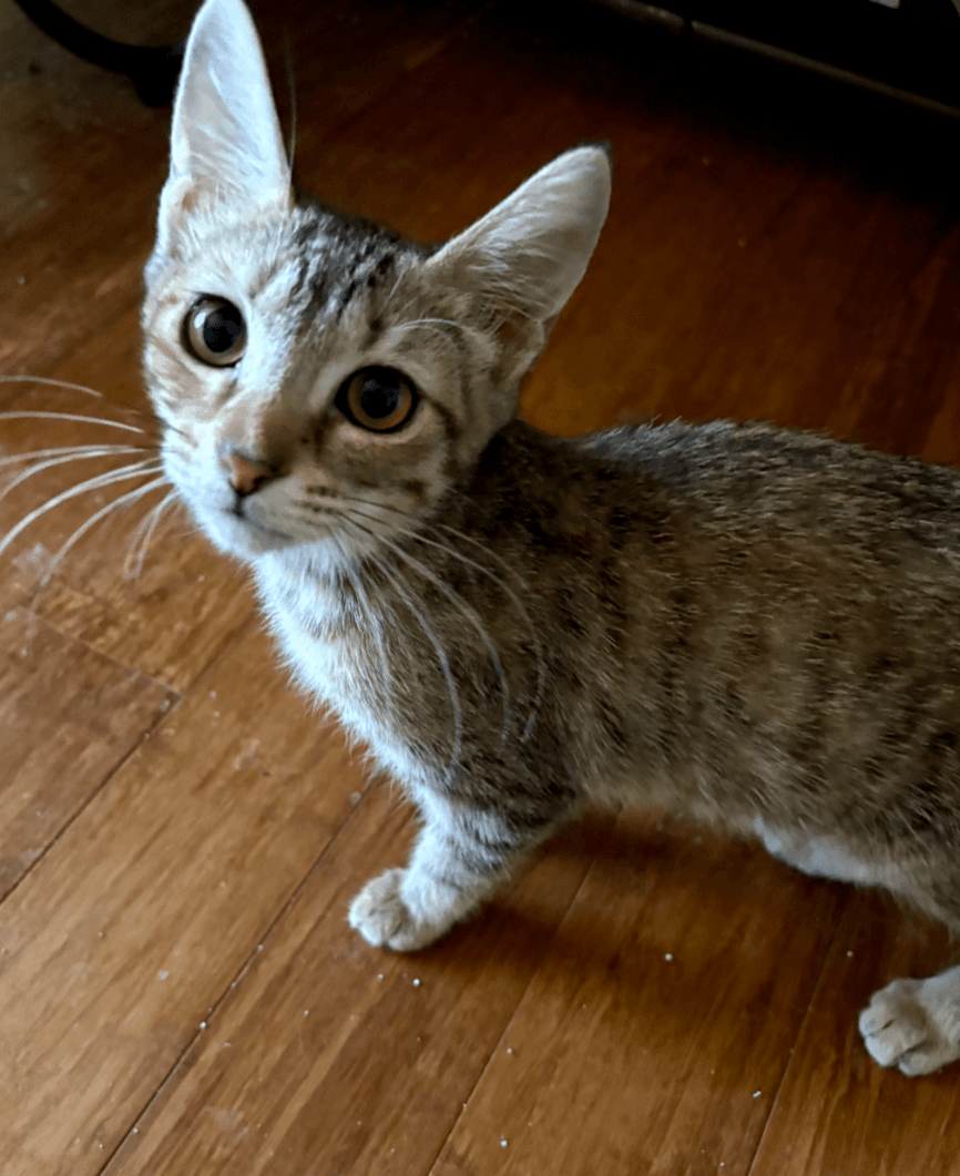Cuddles - Domestic Short Hair