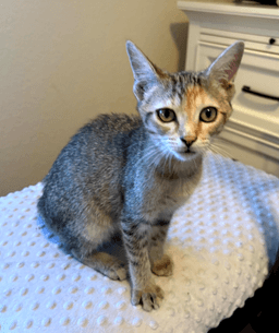 Callie image 1