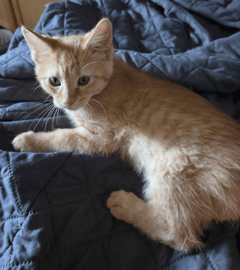Ferb - Domestic Medium Hair
