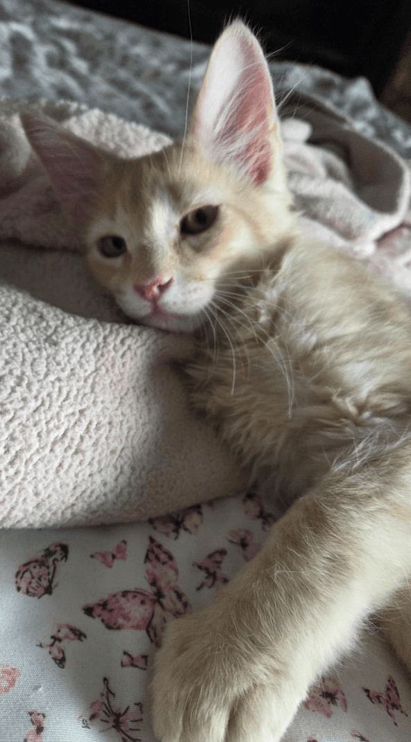 Phineas - Domestic Medium Hair
