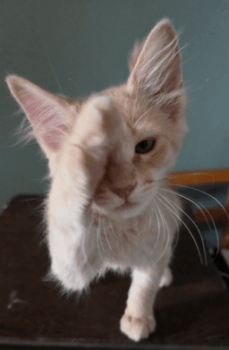 Phineas image 2