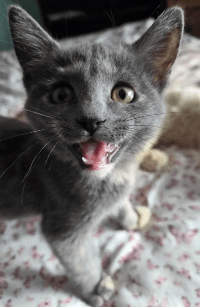Cinder - Domestic Medium Hair