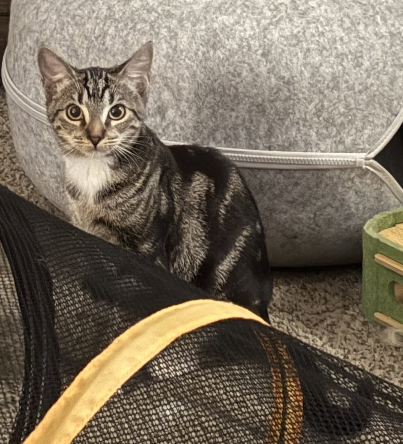 Waffles - Domestic Short Hair