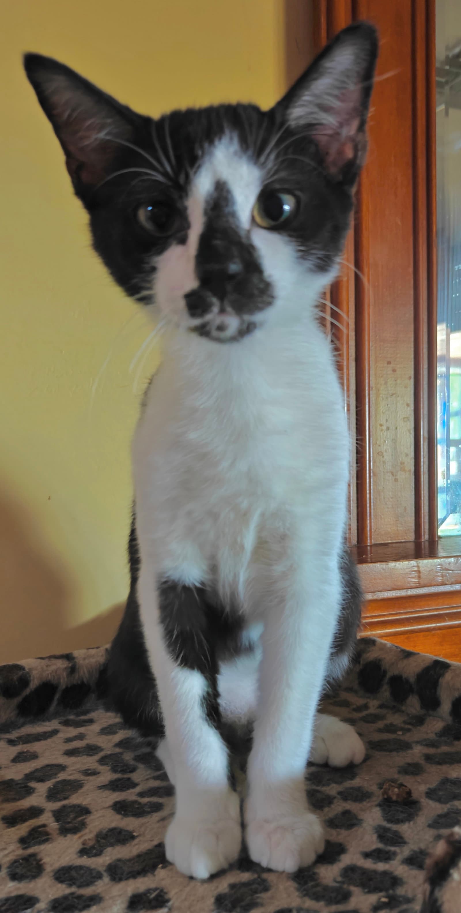 Olruggio - Domestic Short Hair