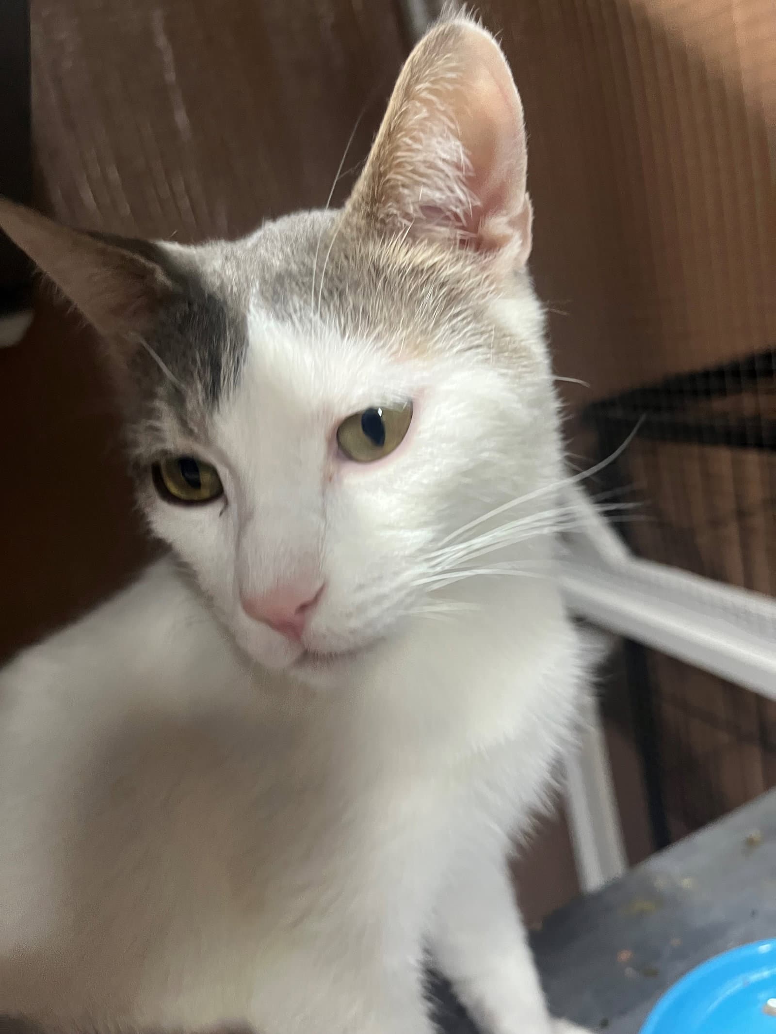 Nova - Domestic Short Hair