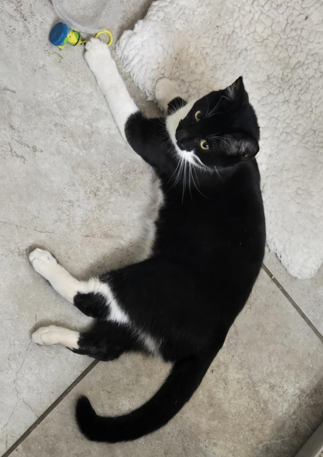 Peshou - Domestic Short Hair
