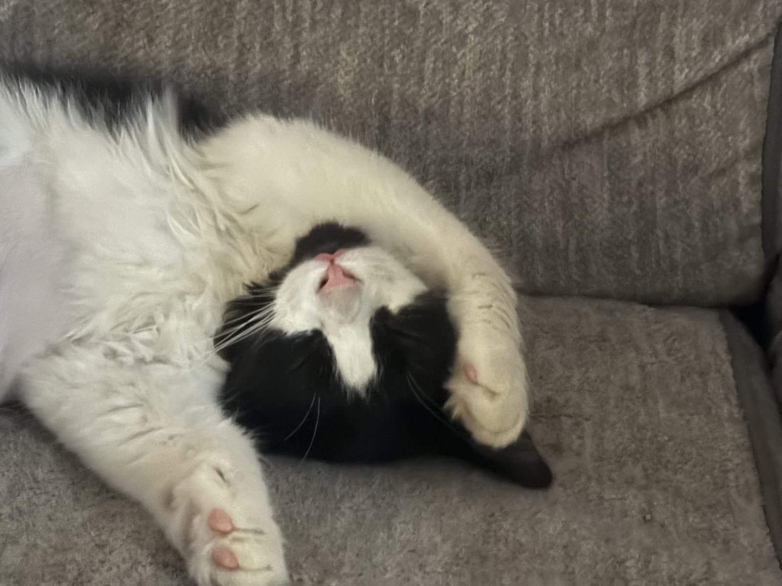 Markisha Grace - Domestic Medium Hair