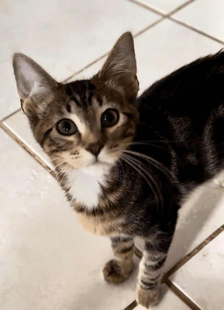 Luke - Domestic Short Hair
