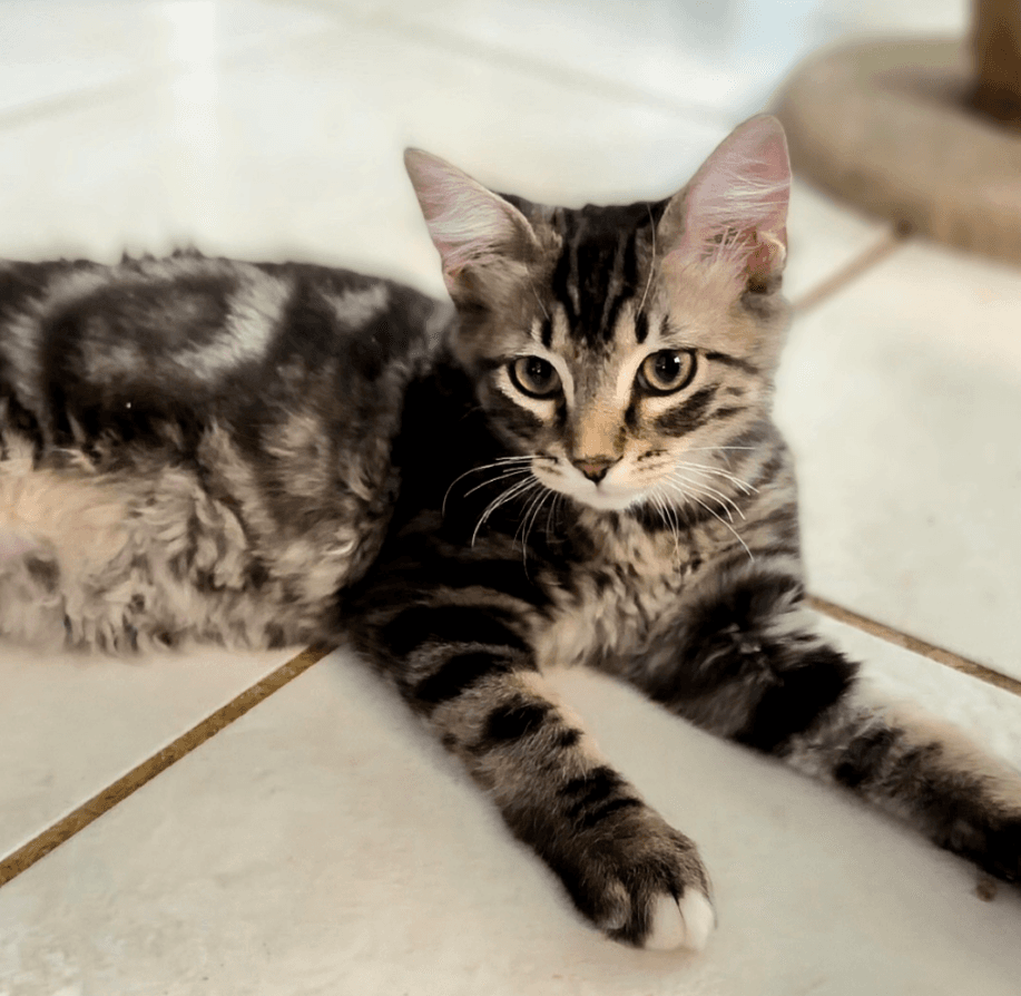 Lando - Domestic Short Hair